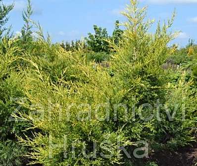 jalovec - Juniperus chinensis 'Kuriwao Gold'