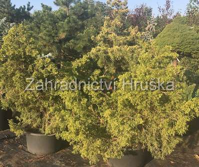 jalovec - Juniperus chinensis 'Kuriwao Gold'