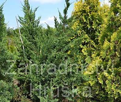 jalovec - Juniperus chinensis 'Monarch'