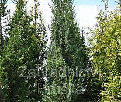 jalovec - Juniperus scopulorum 'Skyrocket'