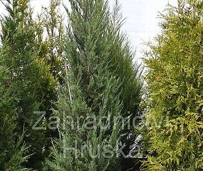jalovec - Juniperus scopulorum 'Skyrocket'