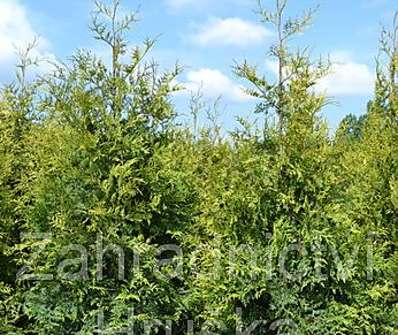 zerav - Thuja occ. 'Freislandia'