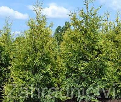 zerav - Thuja occ. 'Freislandia'
