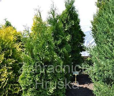 zerav - Thuja occ. 'Holmstrup'