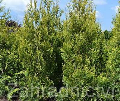 zerav - Thuja plicata 'Körnik'