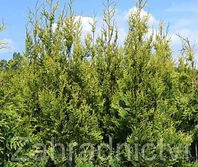 zerav - Thuja plicata 'Körnik'