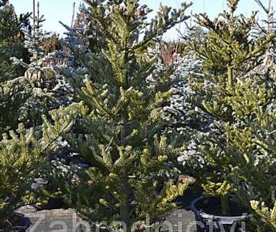 jedle - Abies koreana 'Silwer Star'..
