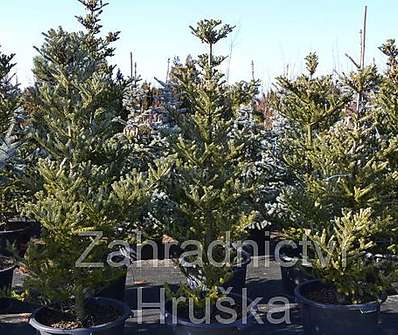 jedle - Abies koreana 'Silwer Star'..