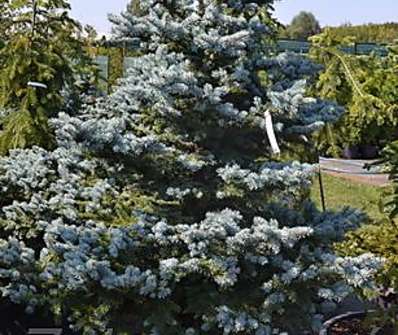 smrk - Picea pungens.