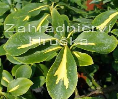 brslen - Euonymus fortunei 'Sunspot'