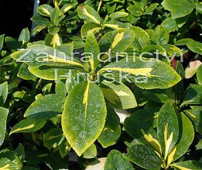 brslen - Euonymus fortunei 'Sunspot'