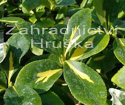 brslen - Euonymus fortunei 'Sunspot'