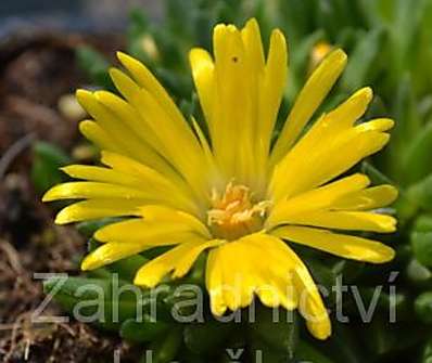 Delosperma basuticum Gold Nugget