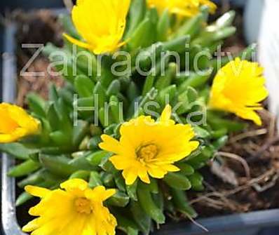 Delosperma basuticum Gold Nugget