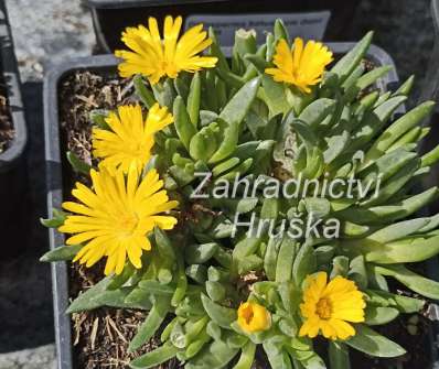 Delosperma basuticum Gold Nugget
