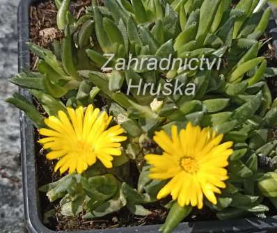 Delosperma basuticum Gold Nugget