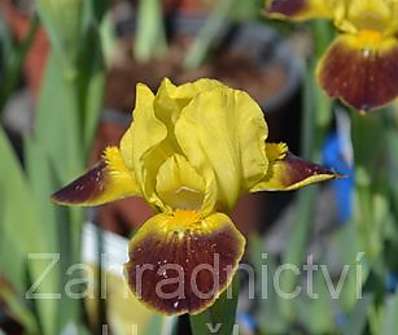 Iris Watter Color