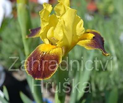 Iris Watter Color