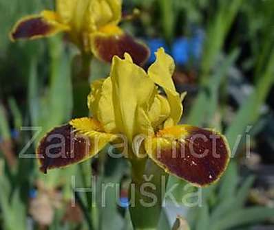 Iris Watter Color