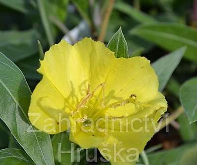Oenothera missouriensis