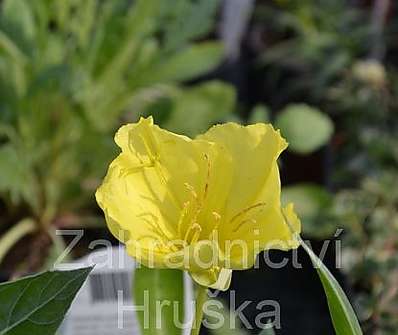 Oenothera missouriensis