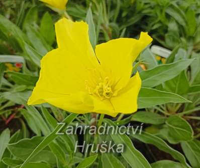 Oenothera missouriensis