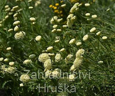 Santolina chamaecyparissus Edward Bowles
