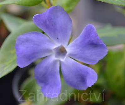 Vinca major Maculata