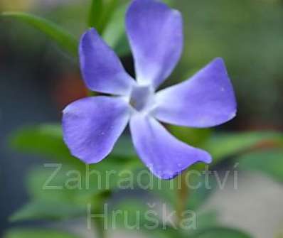 Vinca major Maculata