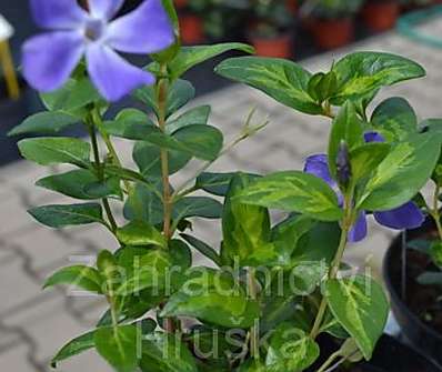 Vinca major Maculata