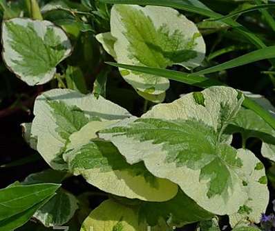 Brunnera macrophylla Variegata