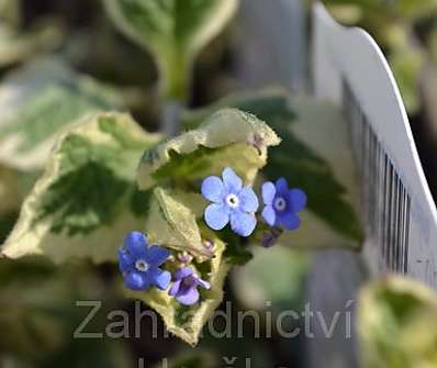 Brunnera macrophylla Variegata