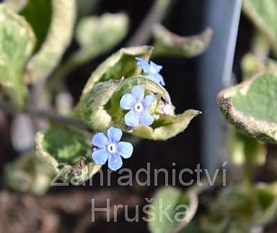 Brunnera macrophylla Variegata