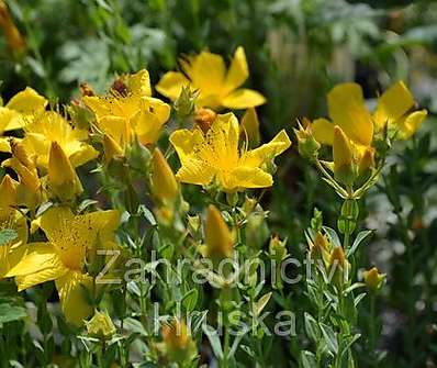 Hypericum polyphyllum Grandiflorum