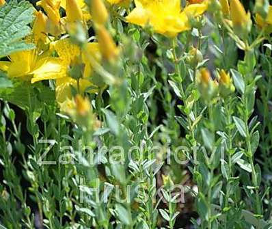 Hypericum polyphyllum Grandiflorum