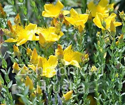 Hypericum polyphyllum Grandiflorum