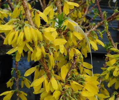 zlatice - Forsythia x intermedia 'Bocle d Or'