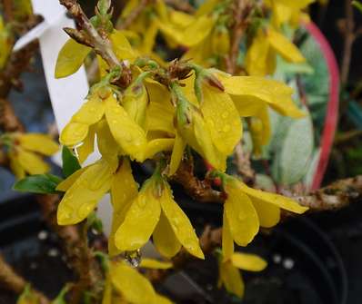 zlatice - Forsythia x intermedia 'Bocle d Or'