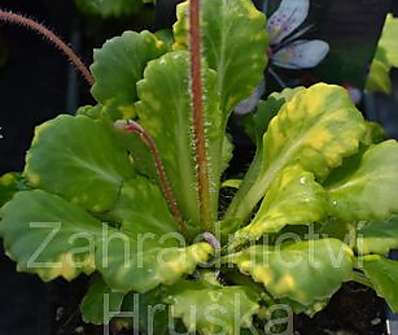 Saxifraga urbium Variegata