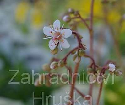 Saxifraga urbium Variegata