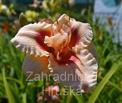 Hemerocallis 42'nd street