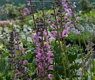 Salvia pratensis Rose Rhapsody