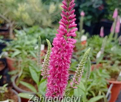 Veronica spicata Pink Goblin