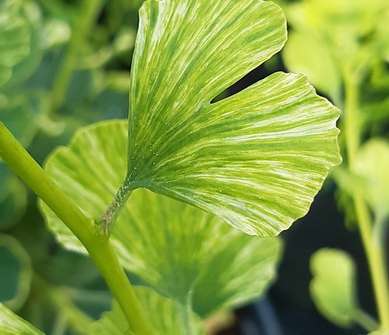 jinan - Ginkgo biloba 'Variegata'