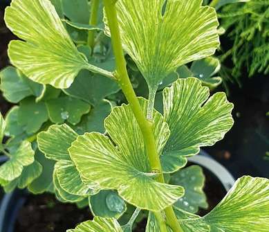 jinan - Ginkgo biloba 'Variegata'