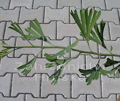 jinan - Ginkgo biloba 'Tubifolia'