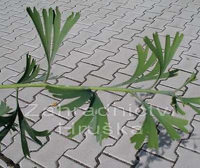 jinan - Ginkgo biloba 'Tubifolia'