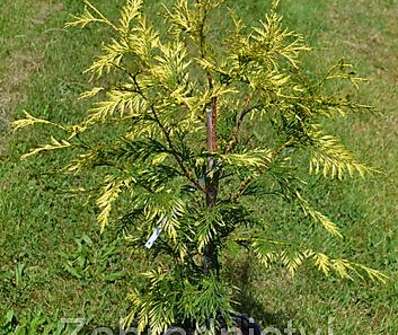 zerav - Thuja plicata 'Zebrina'