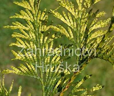 zerav - Thuja plicata 'Zebrina'