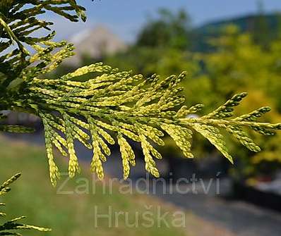 zerav - Thuja plicata 'Zebrina'